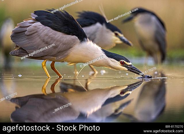 Black crowned night heron (Nycticorax nycticorax) in group hunting for fish, foraging, reflection in shallow water, Kiskunsag National Park, Hungary, Europe