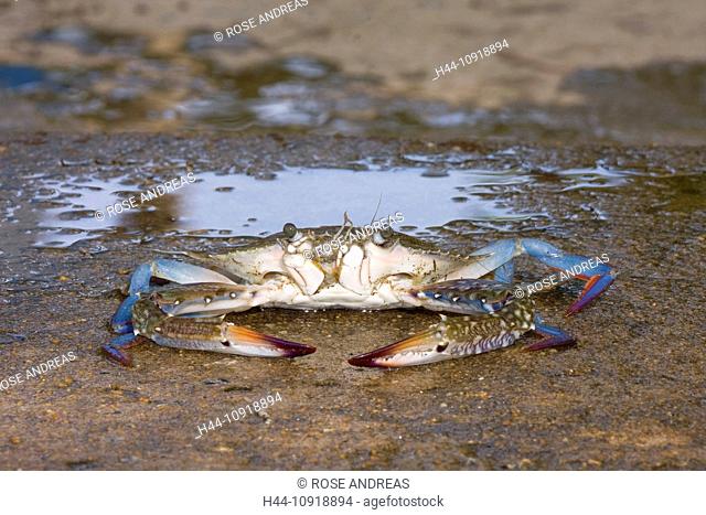 Asia, close-up, fauna, arthropod, crab, crabs, crustacean, close-up, nature South-East Asia, beach, seashore, animal, beast, Vietnam, Phu Quoc