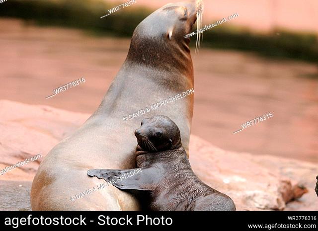 Young and adult California Sea Lion (Zalophus californianus)
