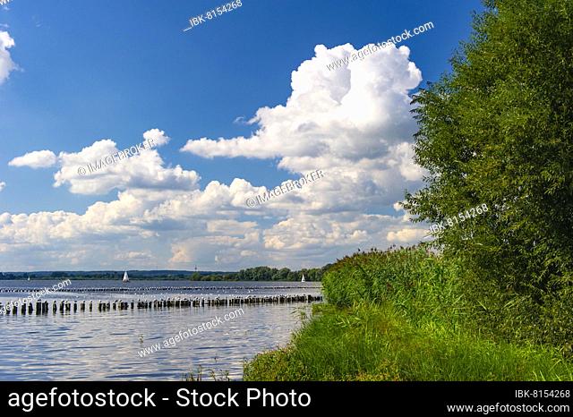 Clouds and reeds at Lake Dümmer, Oldenburger Münsterland, Lembruch, Lower Saxony, Germany, Europe
