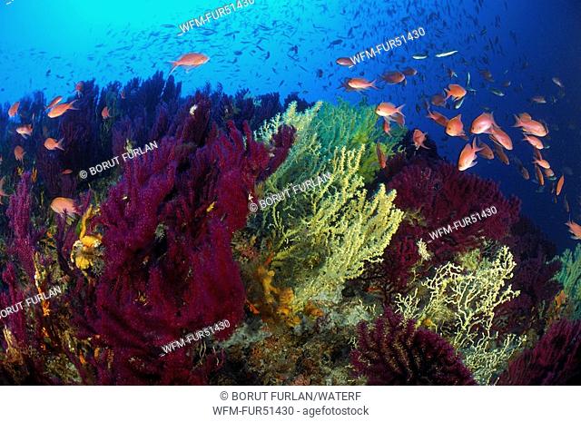 Reef with varbiable Corals, Paramuricea clavata, Svetac, Vis Island, Mediterranean Sea, Croatia