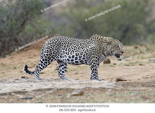 African leopard (Panthera pardus pardus), adult male at dusk, standing motionless near a waterhole, alert, Kruger National Park, South Africa, Africa