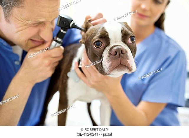 Veterinarians examining dog in vet's surgery