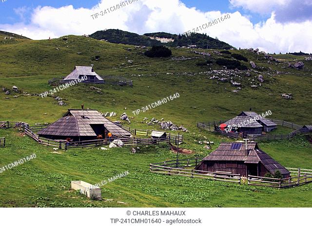 Slovenia, Gorenjska Region, Julian Alps, Velika Planina, farm: cows at pasture