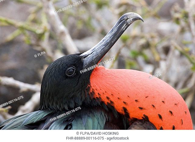 Great Frigatebird, Fregata minor ridgwayi, adult male show red goular display ouch, Galapagos, genovesa island, Darwin