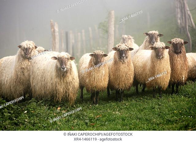 Latxa Sheep in the Massif of Izarraitz, Guipuzcoa, Gipuzkoa, Euskadi, Basque Country, Spain