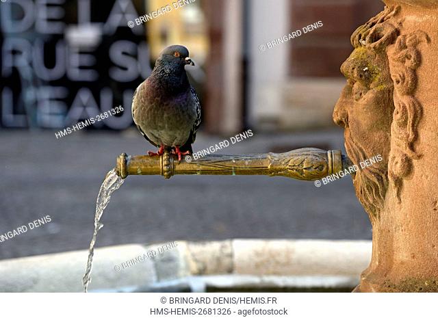France, Territoire de Belfort, Belfort, Place de la Petite Fontaine and Grand Rue, the fountain dated 1617-1953, pigeon drinking water
