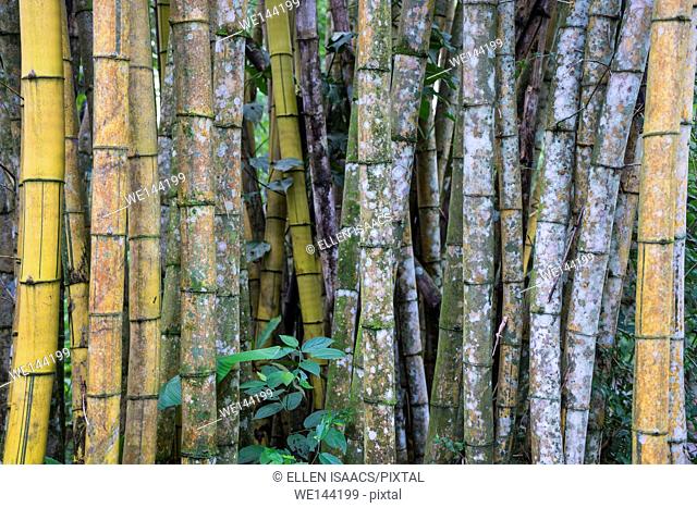 Array of bamboo stem culms in Costa Rica