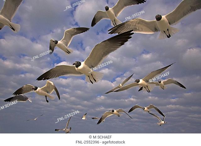 Low angle view of flock of Laughing Gulls Leucophaeus atricilla in flight