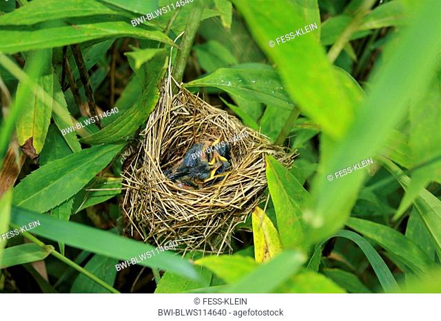 marsh warbler Acrocephalus palustris, nest with fledglings, Germany