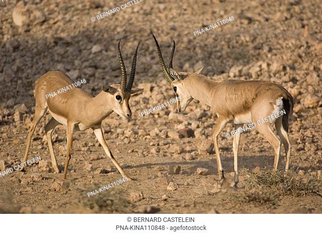 Indian gazelle Gazella bennettii - Lohawat National Park, Lohawat, Rajasthan, India, Asia
