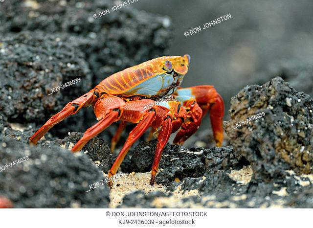 Sally Lightfoot Crab (Grapsus grapsus), Galapagos Islands National Park, Floreana Island, Ecuador
