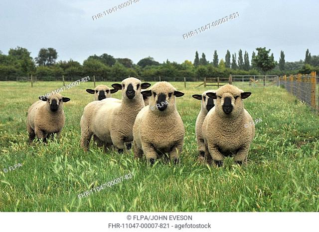 Domestic Sheep, Hampshire Down rams, standing in pasture, Peterborough, Cambridgeshire, England