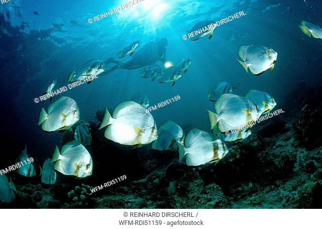 Pinnate batfish and scuba diver, Platax pinnatus, Pacific ocean Borneo Sipadan, Malaysia
