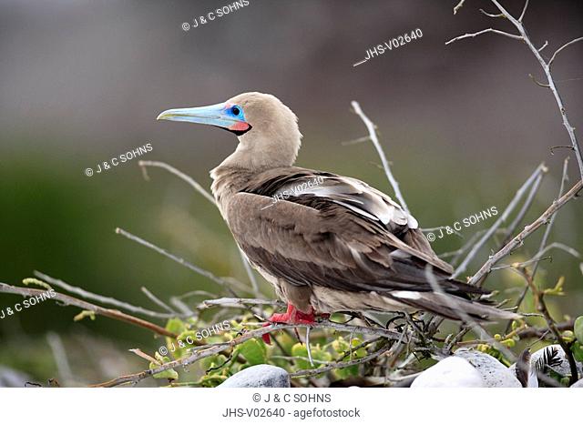 Red Footed Booby, Sula sula, Galapagos Islands, Ecuador, adult, on tree