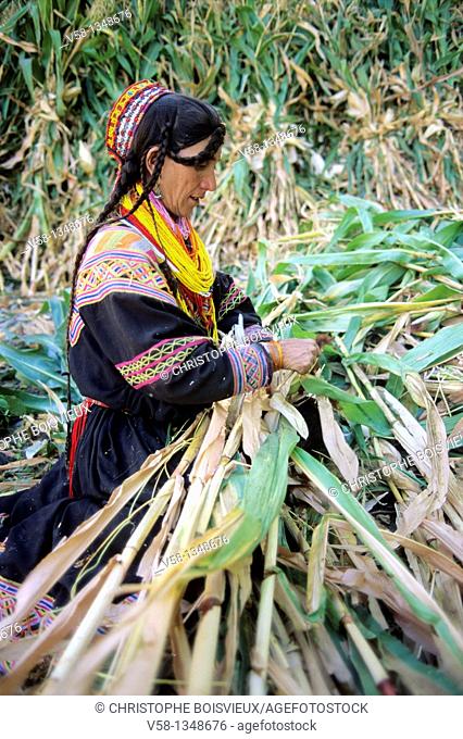 Pakistan, Kalash Valleys, Bumburet valley, Kalasha woman harvesting maize