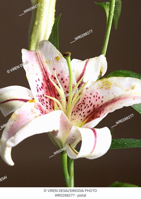 White Orchid Lillium flower and green leaf with black background