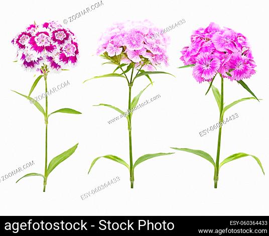 Pink and purple carnation flowers isolated on white background