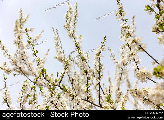 White cherry blossoms background