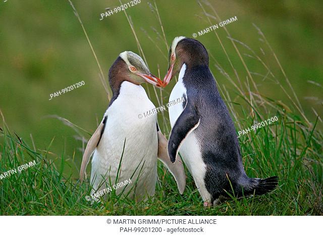 Yellow-eyed Penguin (Megadyptes antipodes) pair with male touching female tenderly, Otago Peninsula, New Zealand | usage worldwide