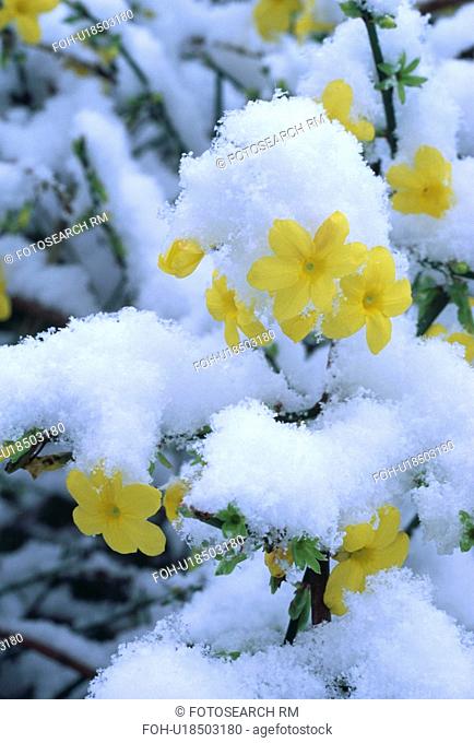 Close up of flowers of winter flowering jasmine under snow