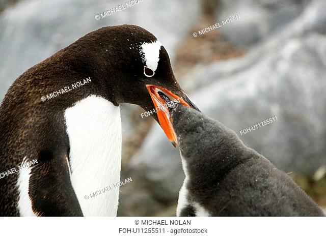 Gentoo penguin Pygoscelis Papua parent feeding downy chick on Jougla Point, Wiencke Island, near the Antarctic Peninsula