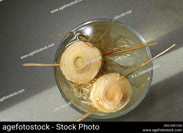A leek bottom regrowing in a glass of water