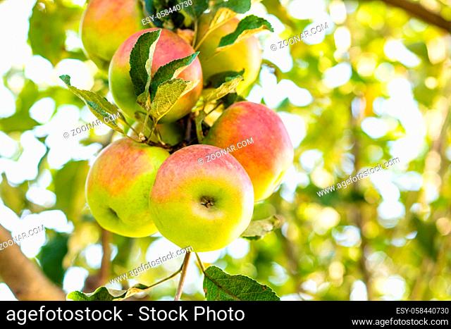 Branch with many ripe and sweet apples, closeup on tree at grenny's garden. Sunny early autumn day. Harvest time