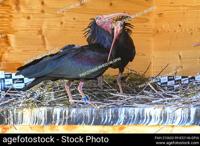 02 June 2021, Baden-Wuerttemberg, Ìberlingen: A pair of bald ibis stands in the breeding wall at their nest to change during incubation
