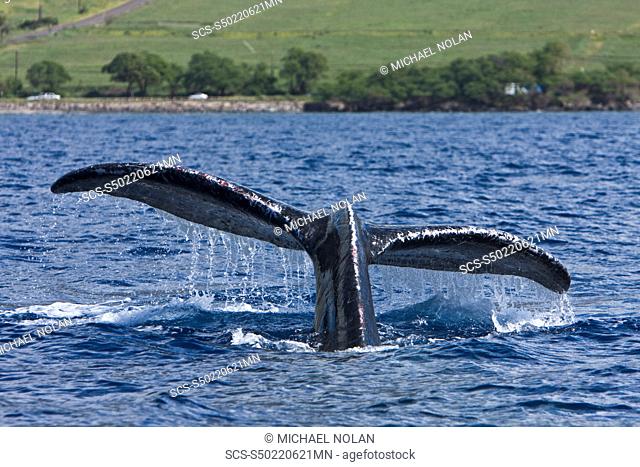 Humpback whale Megaptera novaeangliae fluke-up dive in the AuAu Channel between the islands of Maui and Lanai, Hawaii, USA This is probably an adult bull note...