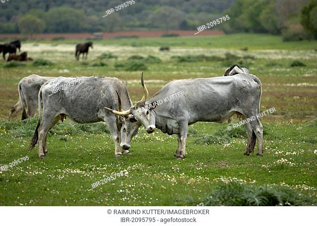Maremma cattle, cows, Parco Regionale della Maremma, Maremma Nature Park near Alberese, Grosseto Province, Tuscany, Italy, Europe
