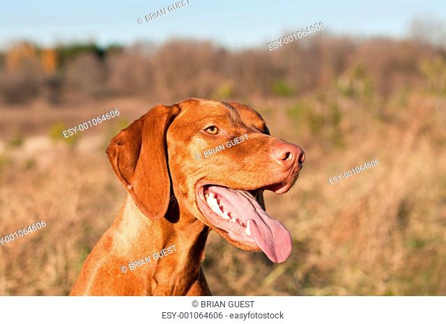 Happy Female Vizsla Dog with Tongue Hanging Out
