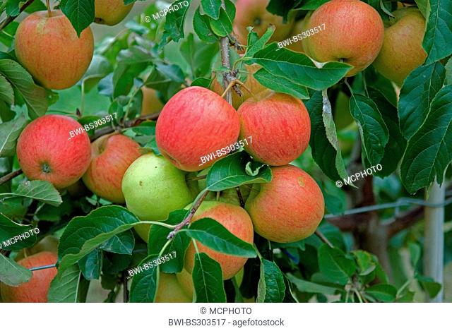 apple tree (Malus domestica 'Pinova', Malus domestica Pinova), cultivar Pinova, apples on a tree