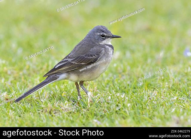 Cape Wagtail (Motacilla capensis), side view of an adult standing on the grass, Western Cape, South Africa