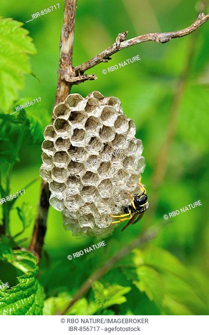 Paper Wasp (Polistes bischoffi) building its nest