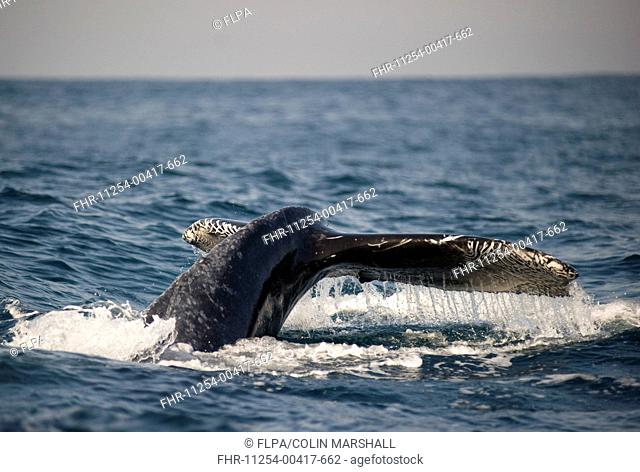Humpback Whale Megaptera novaeangliae adult, tail flukes with unusual markings, at surface of sea, offshore Port St Johns, Wild Coast, Eastern Cape Transkei