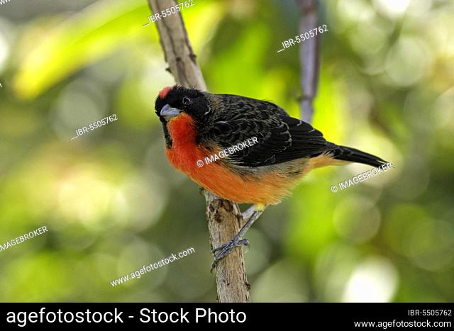 Crimson tanager, male (Rhodospingus cruentus)