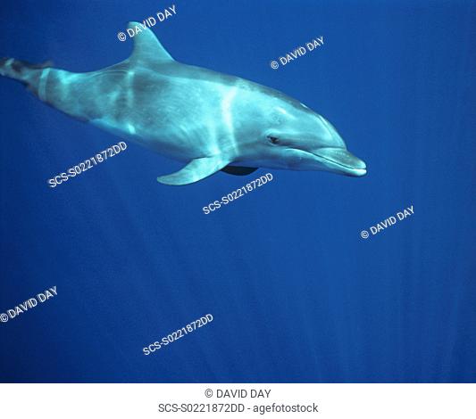 Bottlenose dolphin underwater Tursiops truncatus Galapagos Islands, Ecuador