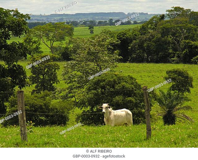 Nelore cattle, Fazenda São Francisco, Agricultural CFM, Magda, São Paulo, Brazil
