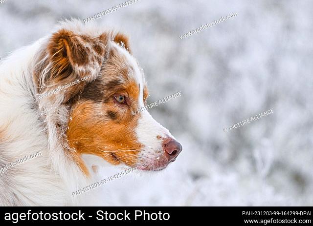 02 December 2023, Brandenburg, Sieversdorf: An Australian Shepherd dog stands in a snowy meadow. Photo: Patrick Pleul/dpa