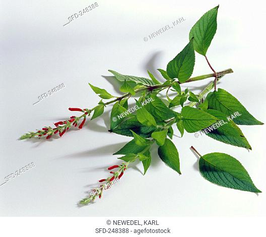 Pineapple sage with flowers