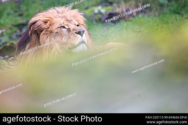 13 January 2022, Lower Saxony, Hanover: A lion lingers at Hannover Adventure Zoo. During the annual inventory, the zoo team spent days counting the exact number...
