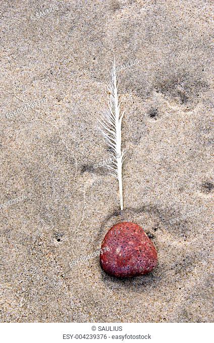 Raggedy quill and red pebble stone in beach sand