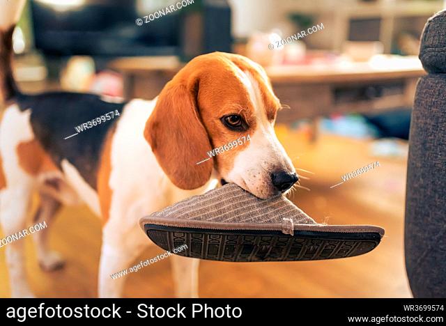 Dog holding a slipper in mouth. Standing indoors. Canine theme