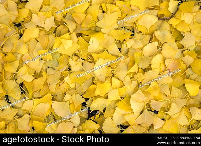 18 November 2023, Bavaria, Coburg: The yellow leaves of a ginkgo tree lie on the meadow in the courtyard garden. Photo: Daniel Vogl/dpa
