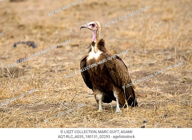 Hooded Vulture, Necrosyrtes monachus