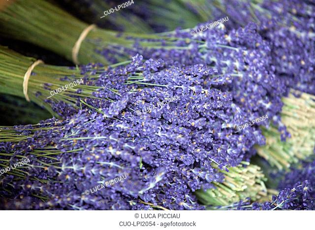 Bunch of lavender flower at the market in valensole, provence, france, europe