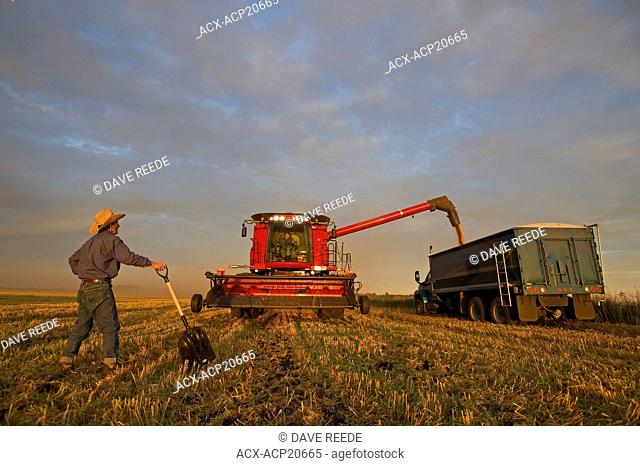 A farmer stands with a shovel looks on as oats from his combine are unloaded into a farm truck during the harvest near Dugald, Manitoba, Canada