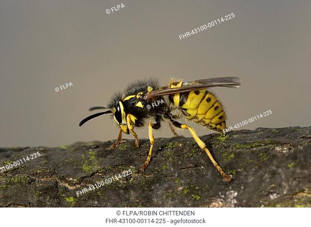 Common Wasp Vespa vulgaris queen, resting on branch, Stiffkey, Norfolk, England, may