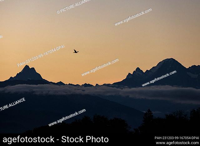 20 September 2023, Switzerland, Bern: A bird of prey flies over the panorama of the Bernese Alps with the Eiger (r) at sunrise. Photo: Jan Woitas/dpa